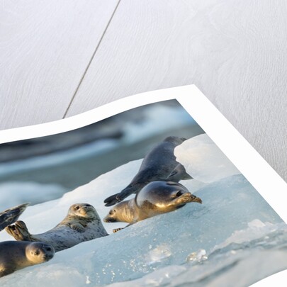 Harbor Seals on Iceberg, Alaska by Anonymous