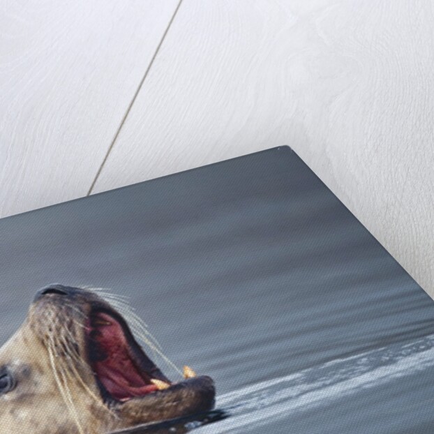 Steller's Sea Lion, Alaska by Anonymous