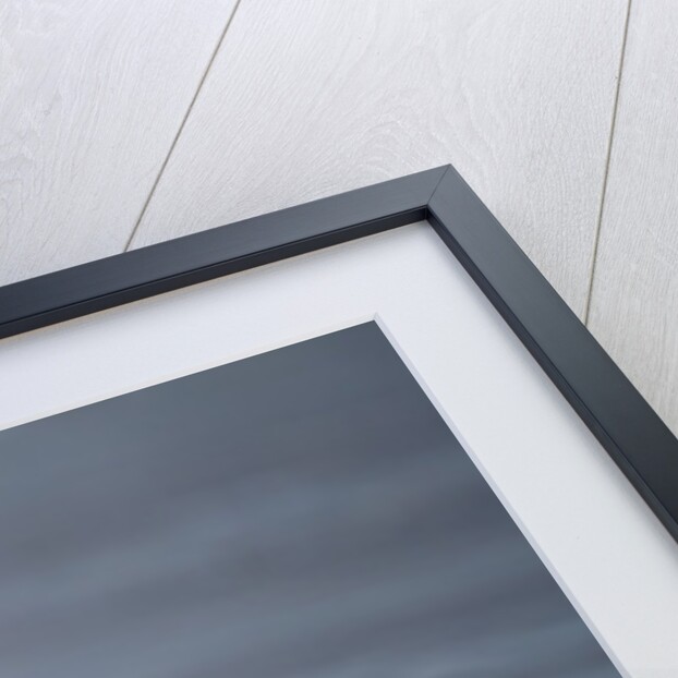 Steller's Sea Lion, Alaska by Anonymous