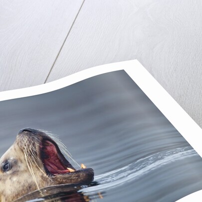 Steller's Sea Lion, Alaska by Anonymous