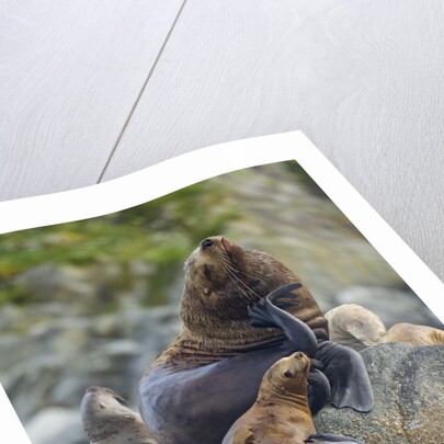 Steller's Sea Lions, Alaska by Anonymous