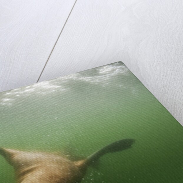Steller's Sea Lion, Alaska by Anonymous
