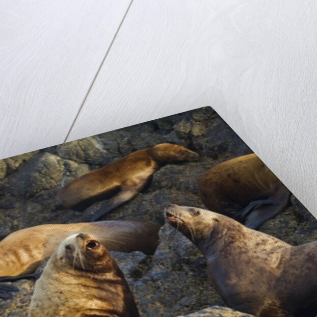Steller's Sea Lions, Alaska by Anonymous