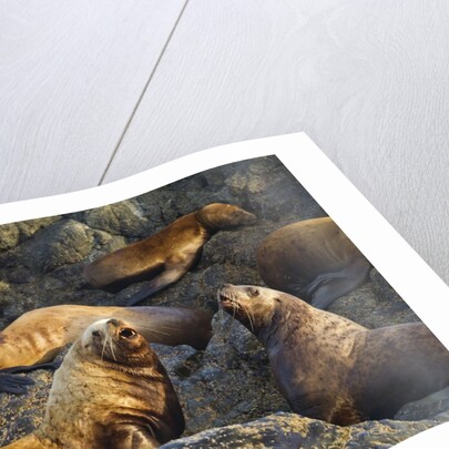 Steller's Sea Lions, Alaska by Anonymous