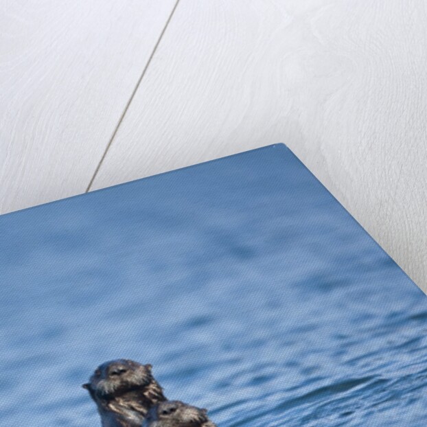 Sea Otter and Pup, Alaska by Anonymous