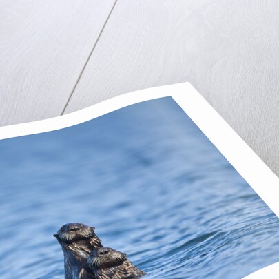 Sea Otter and Pup, Alaska by Anonymous