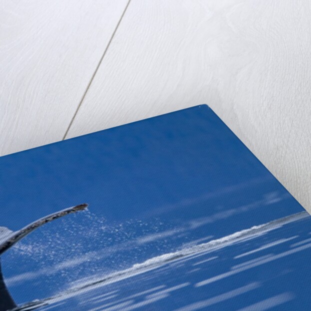 Humpback Whale, Alaska by Anonymous