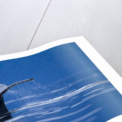 Humpback Whale, Alaska by Anonymous