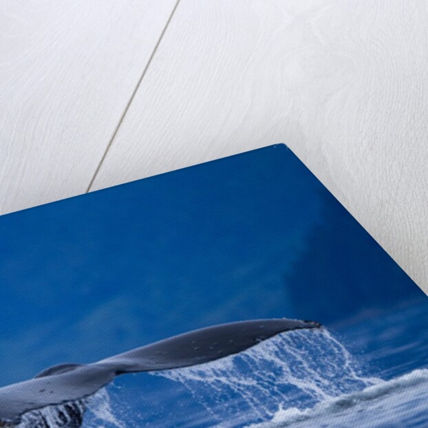 Humpback Whale, Alaska by Anonymous