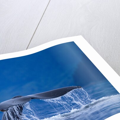 Humpback Whale, Alaska by Anonymous