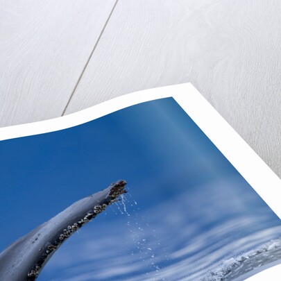 Sounding Humpback Whale, Alaska by Anonymous