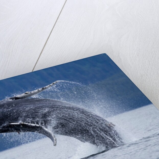 Breaching Humpback Whale, Alaska by Anonymous
