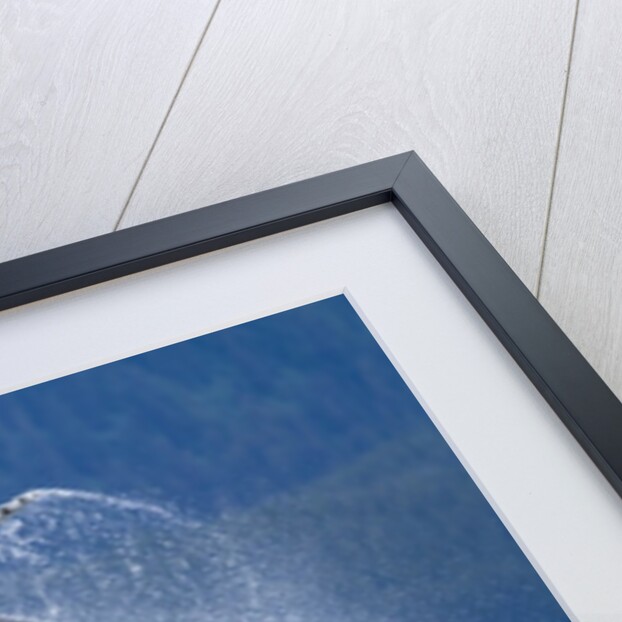 Breaching Humpback Whale, Alaska by Anonymous