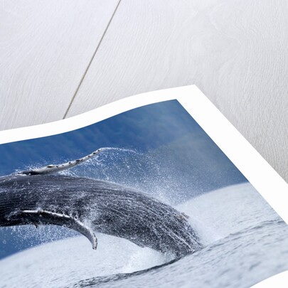 Breaching Humpback Whale, Alaska by Anonymous
