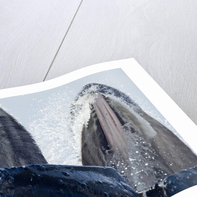 Group Feeding Humpback Whales, Alaska by Anonymous