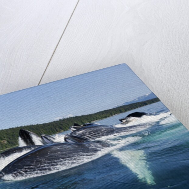 Group Feeding Humpback Whales, Alaska by Anonymous