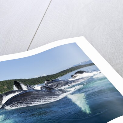 Group Feeding Humpback Whales, Alaska by Anonymous