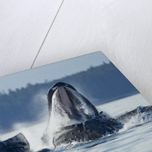 Feeding Humpback Whales, Alaska by Anonymous