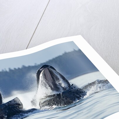 Feeding Humpback Whales, Alaska by Anonymous