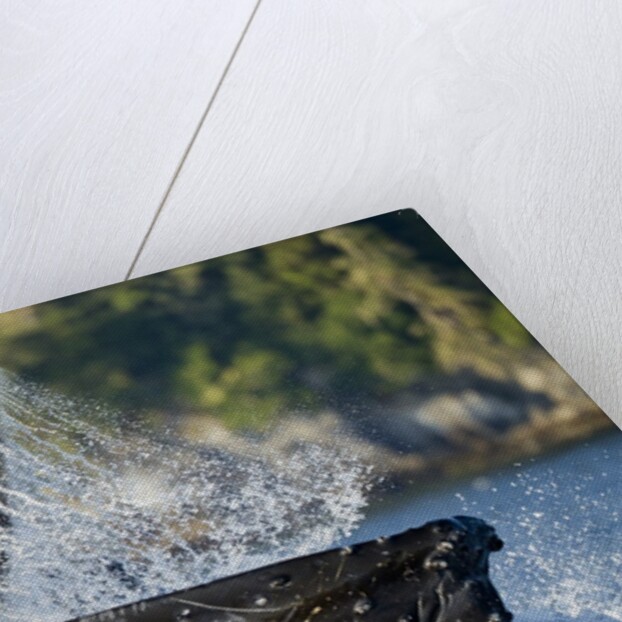Feeding Humpback Whale, Alaska by Anonymous