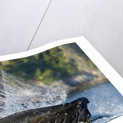 Feeding Humpback Whale, Alaska by Anonymous