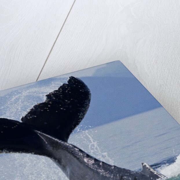 Tail Slapping Humpback Whale, Alaska by Anonymous