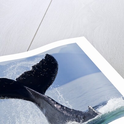 Tail Slapping Humpback Whale, Alaska by Anonymous