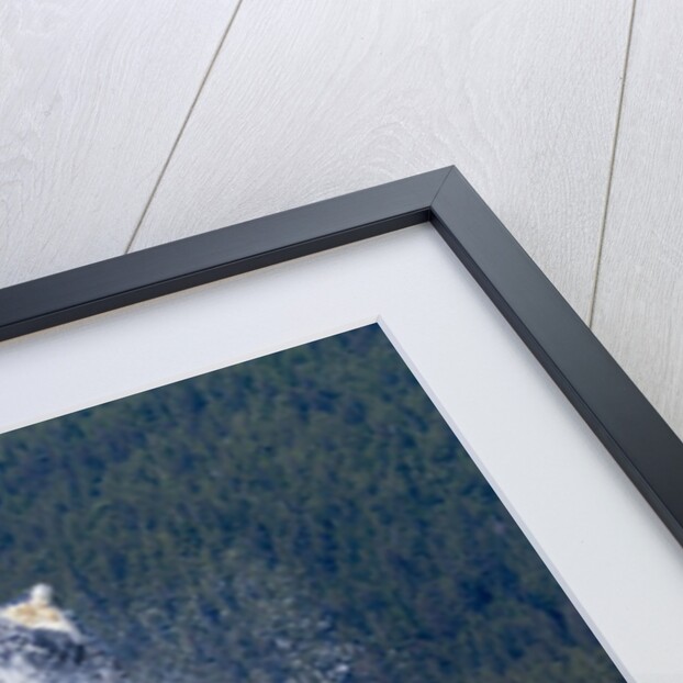 Breaching Humpback Whale, Alaska by Anonymous