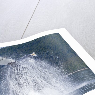 Breaching Humpback Whale, Alaska by Anonymous