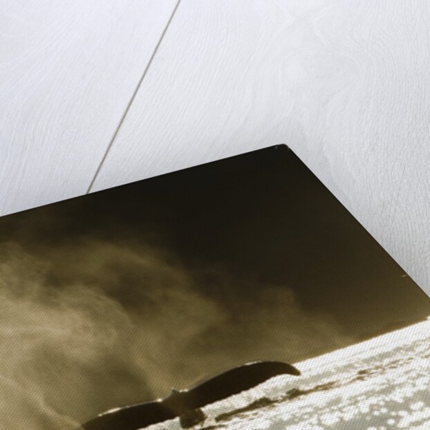 Diving Humpback Whale, Alaska by Anonymous