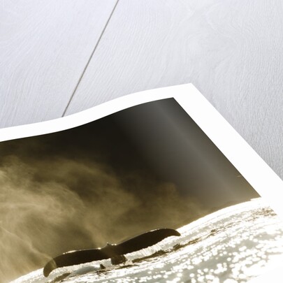 Diving Humpback Whale, Alaska by Anonymous