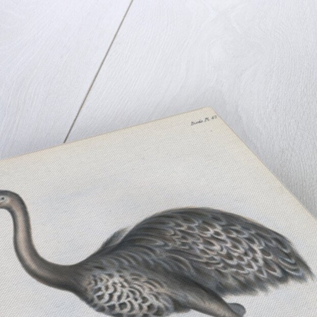 Darwin's Rhea or Lesser Rhea by Anonymous