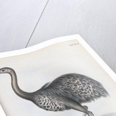 Darwin's Rhea or Lesser Rhea by Anonymous