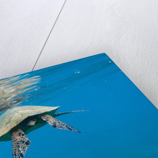 Marine animals by Anonymous