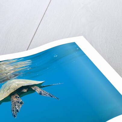 Marine animals by Anonymous