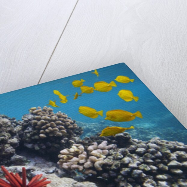 Hard Coral, Yellow Tang and Pencil Urchin, underwater near La Perousse, Makena, Maui, Hawaii by Anonymous