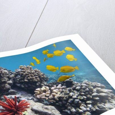 Hard Coral, Yellow Tang and Pencil Urchin, underwater near La Perousse, Makena, Maui, Hawaii by Anonymous