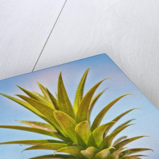 Pineapple by Anonymous