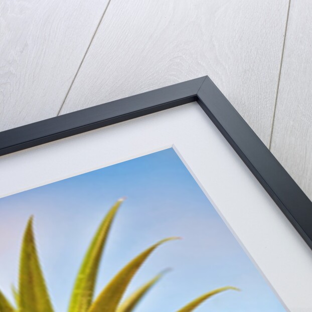 Pineapple by Anonymous