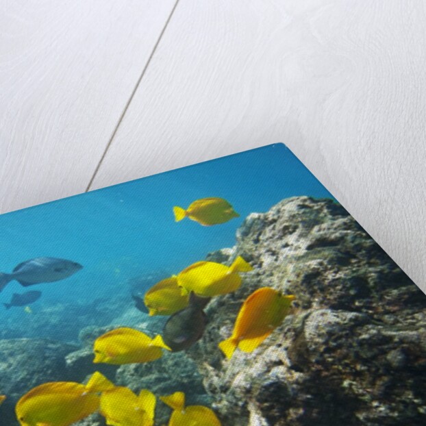 School of Yellow Tang nderwater near La Perousse, Makena, Maui, Hawaii by Anonymous