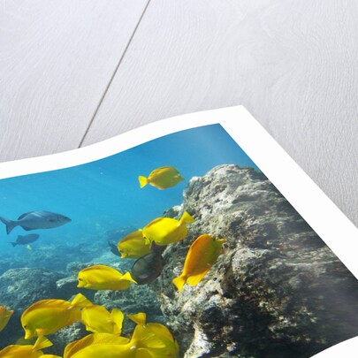 School of Yellow Tang nderwater near La Perousse, Makena, Maui, Hawaii by Anonymous