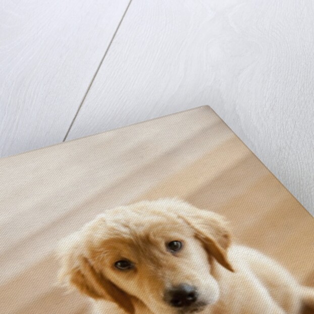 Golden Retriever puppy by Anonymous