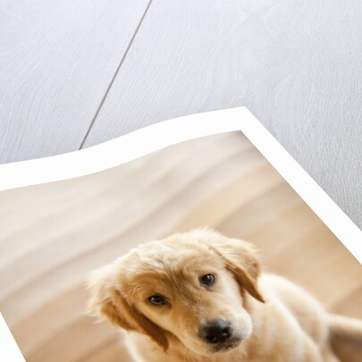 Golden Retriever puppy by Anonymous