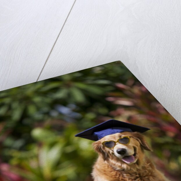 Golden Retriever ready for graduation by Anonymous
