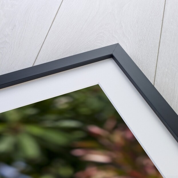 Golden Retriever ready for graduation by Anonymous