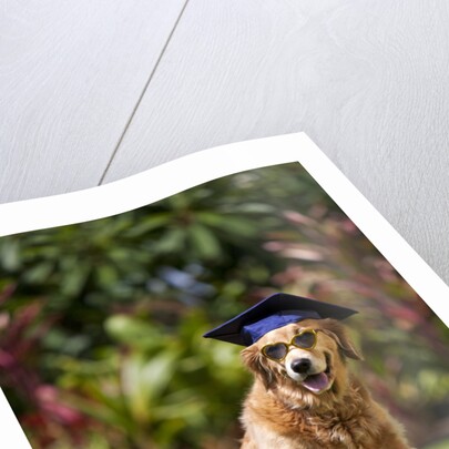 Golden Retriever ready for graduation by Anonymous