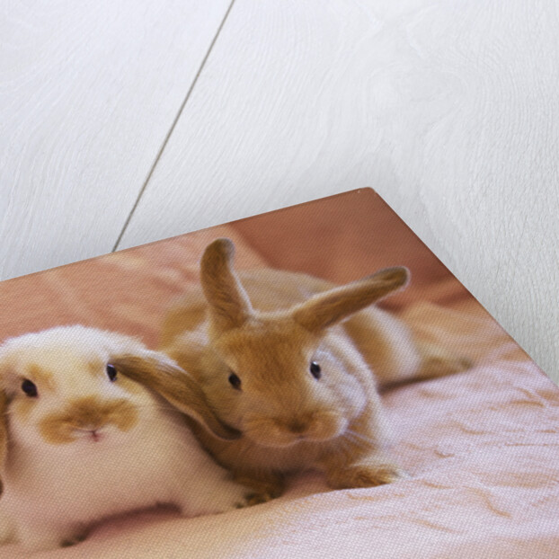 Two Rabbits on Pink Sofa by Anonymous