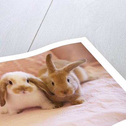 Two Rabbits on Pink Sofa by Anonymous