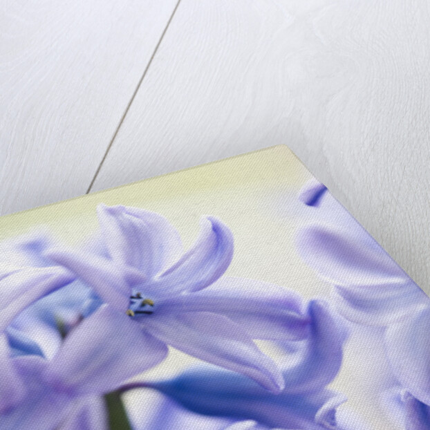 Detail of a purple hyacinth, Hyacinthus orientalis by Anonymous