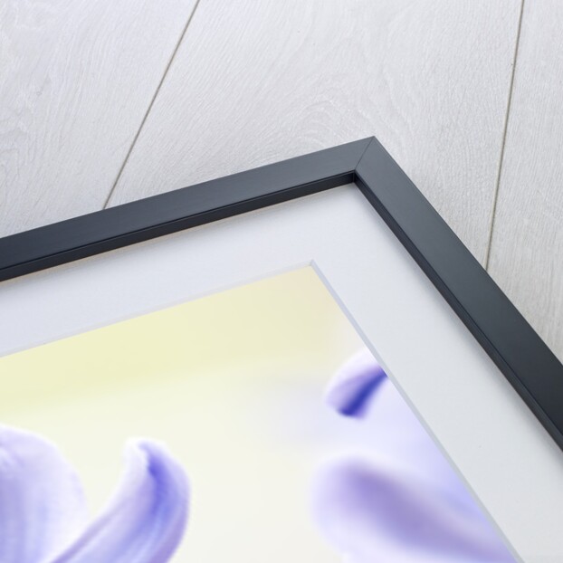 Detail of a purple hyacinth, Hyacinthus orientalis by Anonymous